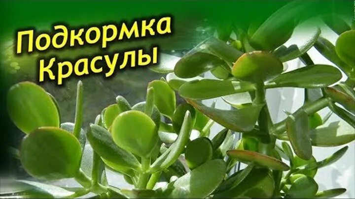 Удобрение для толстянки. Крассула удобрение. подкормка толстянки. подкормка для денежного дерева.