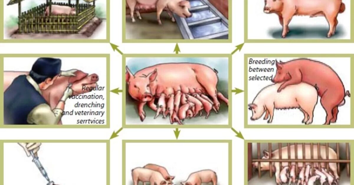 Кабан и свинья. Сарай для свиней. Свинарник. Где обитают свиньи. Где живут домашние животные.