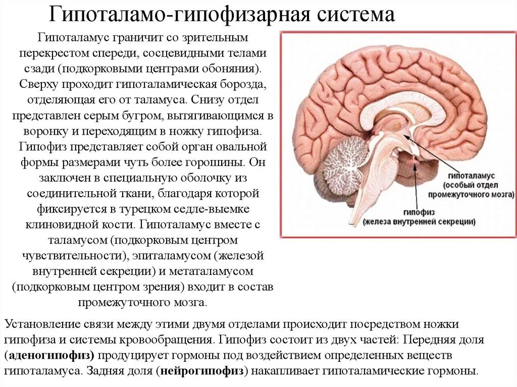 Гипоталамо-гипофизарная система функции. Промежуточный мозг. Гипоталамо-гипофизарная система. Гипоталомогипоыизарная система функции. Гипоталамо-гипофизарная система схема.