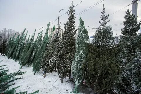 Елочный базар новосибирск