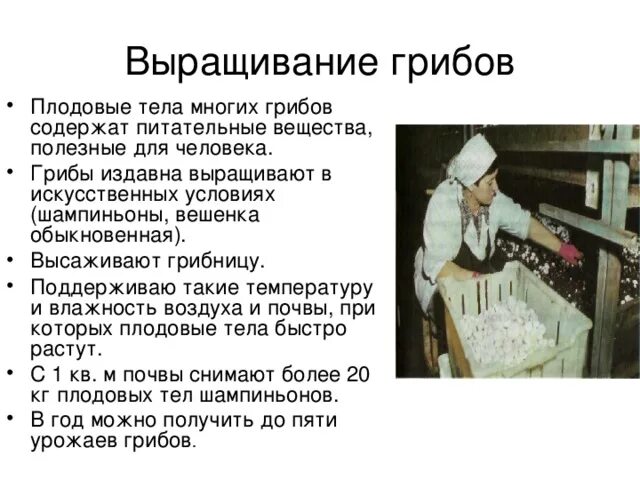 Проект по биологии выращивание грибов 7 класс Культивирование грибов фото