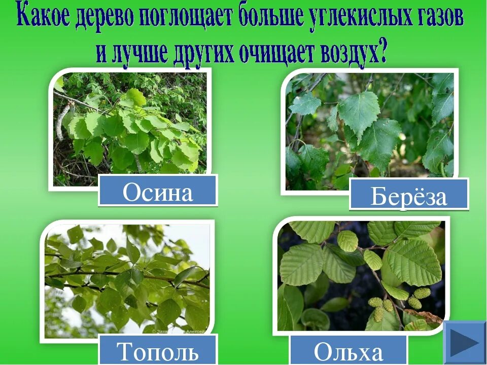 Как отличить тополь. Ольха и осина. Осина отличие от тополя. Тополь осина ольха. Лист тополя и осины различия.