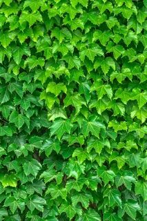 More green