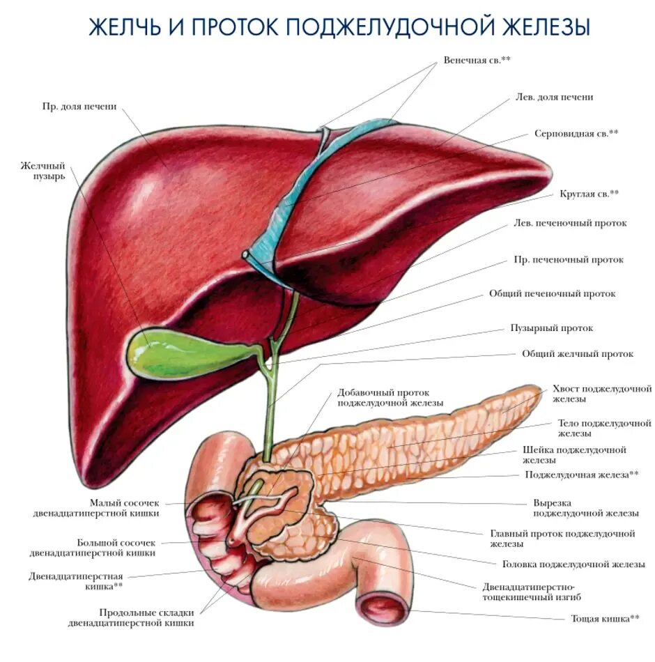 Пищеварительная система анатомия печень. Санториниев проток поджелудочной железы. Печень, желчный пузырь, поджелудочная железа анатомия строение. Строение печени желчный пузырь поджелудочная.