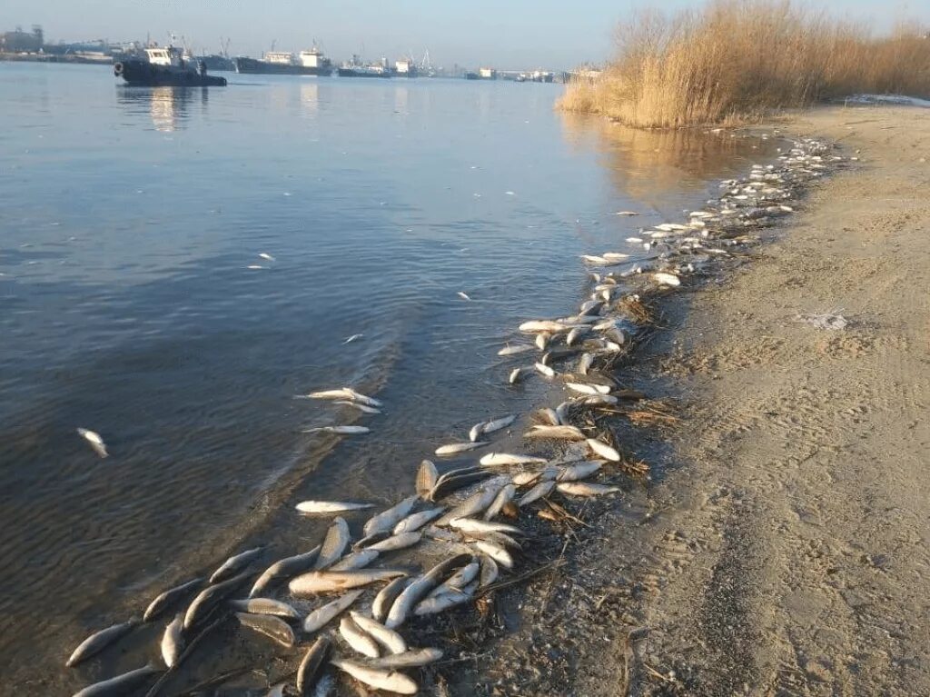 Загрязнение реки Дон в Ростовской области. Замор рыбы в Ростове на Дону 2020. Рыба в реке Дон Ростовская область. Загрязнение воды в Ростовской области. Рыбалка в ростове на дону 2024