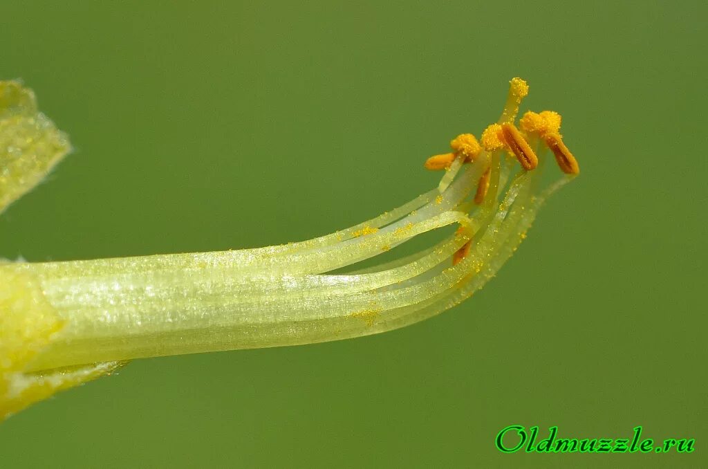 Глициния строение цветка. Гинандропсис тычинко _пестичнвй. Тычинки бобовых. Душистый горошек строение растения. Бобовые строение цветк.