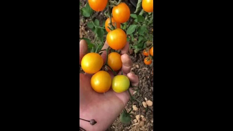 Томат монеточка семена алтая. Томат монеточка. Помидоры черри монетка. Семена алтая томаты черри. Томат ильди.