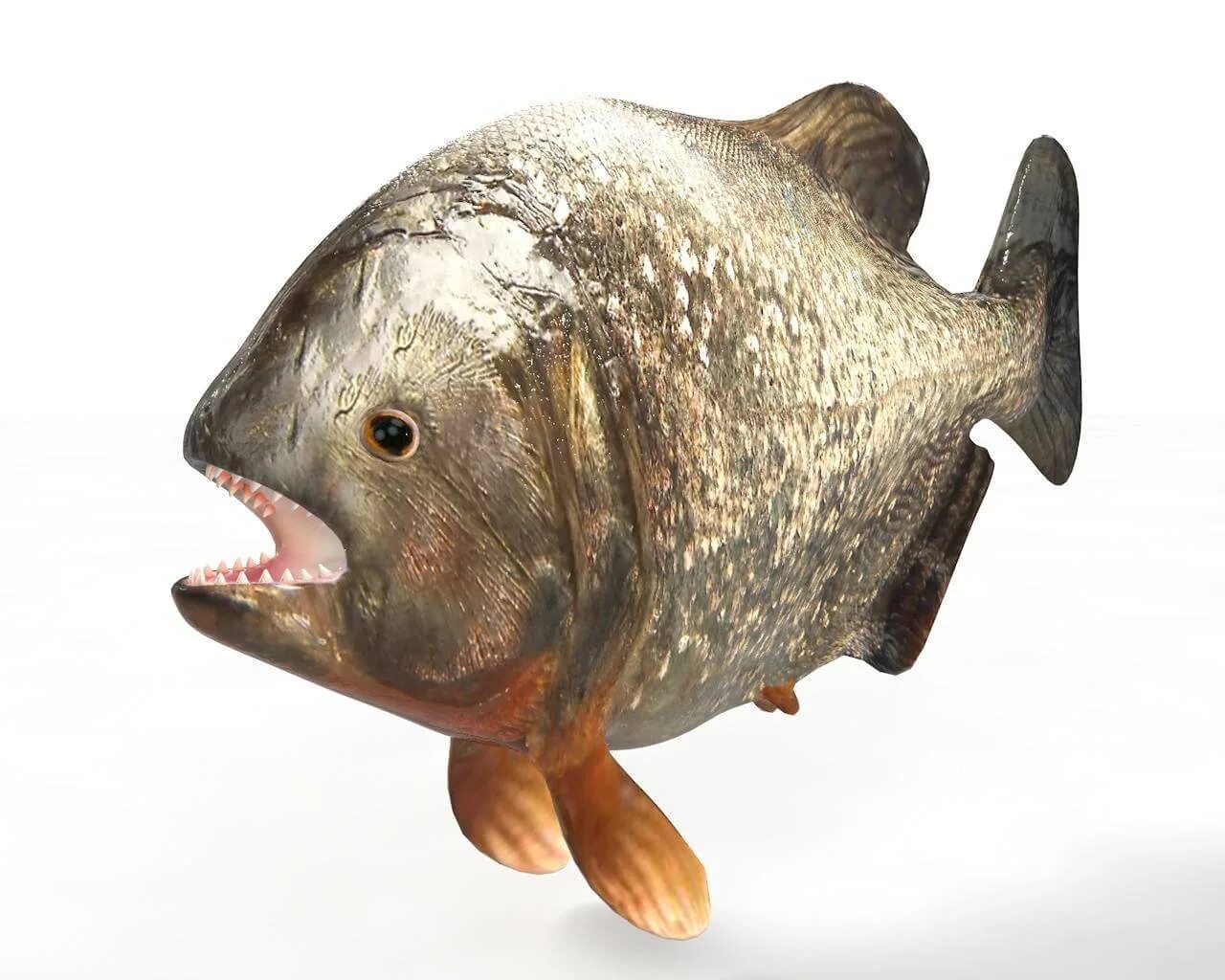 Fish 3 0