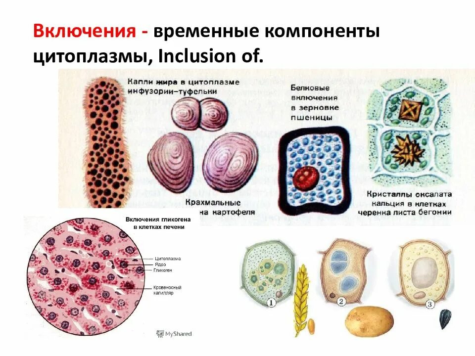 Включений и т д. Включения - непостоянные структуры цитоплазмы. Строение клетки клеточные включения. Цитология строение и жизнедеятельность клеток.