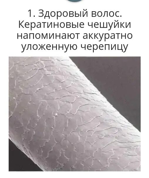 Волос под микроскопом. Волос под микроскопом после кератина. Узелковая трихоклазия волос. Здоровый и поврежденный волос под микроскопом. Физические свойства волос.