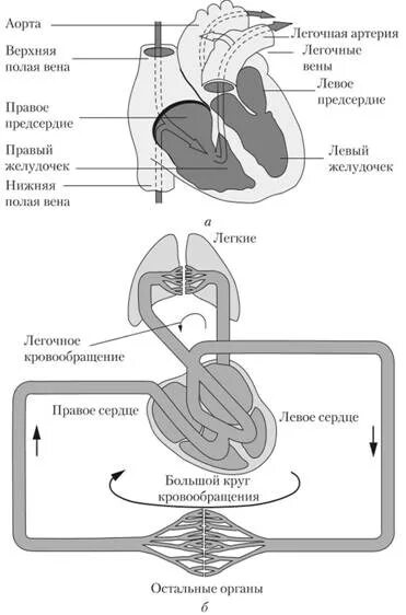 Сердце является полым мышечным органом разделенным на