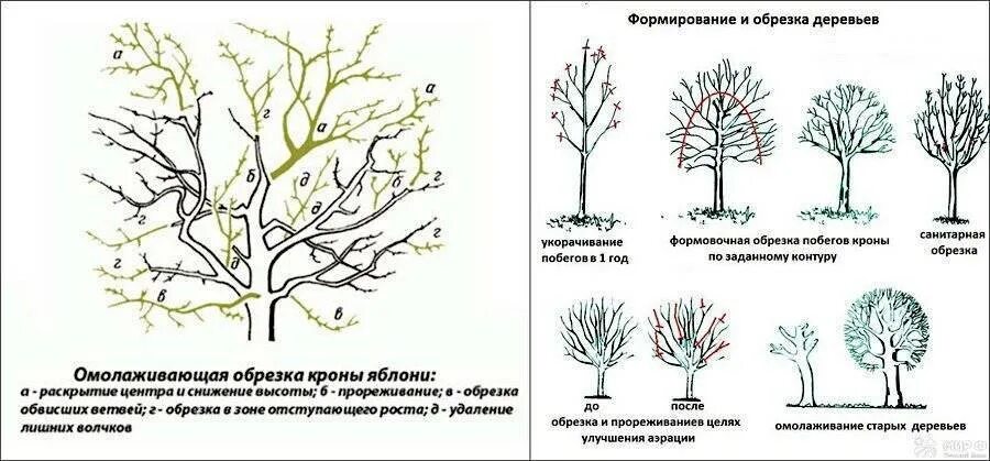 Когда обрезать яблони весной в подмосковье. Схема обрезки яблони весной. Омолаживающая обрезка плодовых деревьев. Схема омолаживающей обрезки яблони. Весенняя обрезка плодовых деревьев.