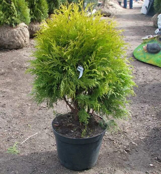 Туя globosa Aurea. Туя Западная Глобоза. Туя Западная Глобоза Ауреа. Туя шаровидная Глобоза. Туя глобоза фото и описание цена