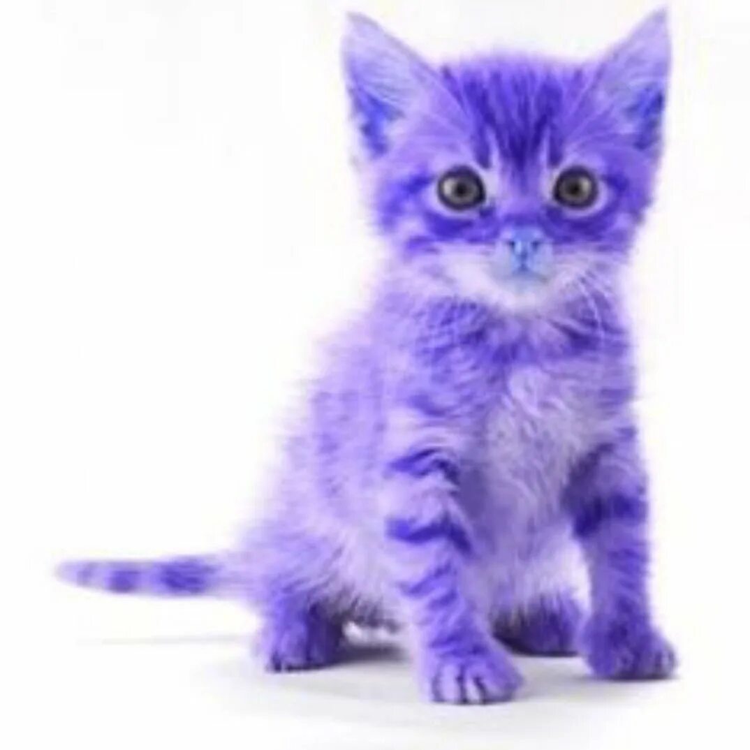 Коты синего цвета. Фиолетовый котенок. фиолетовая кошка. фиолетовые коты. синий котенок.