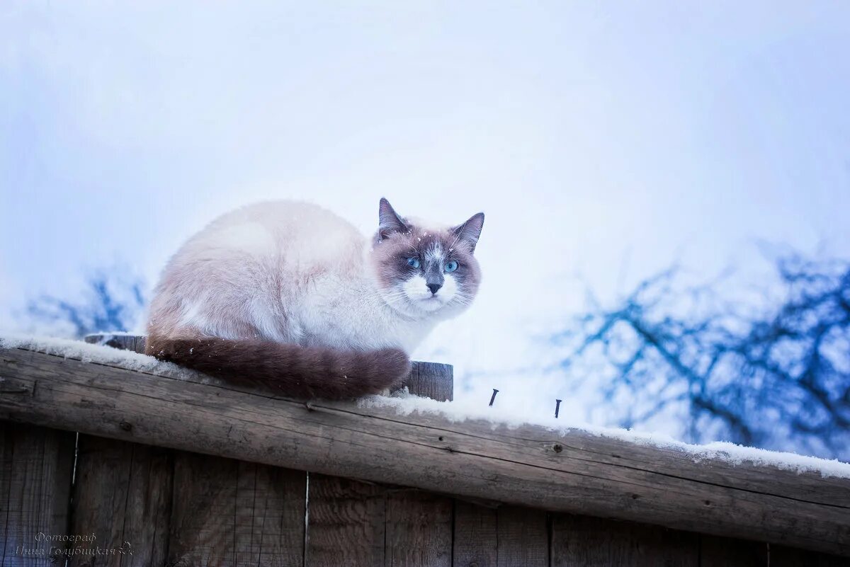 Кот ждет весну. Кот ждет весну картинки. Котики ждут весну картинки. Котики ждут весну фото.