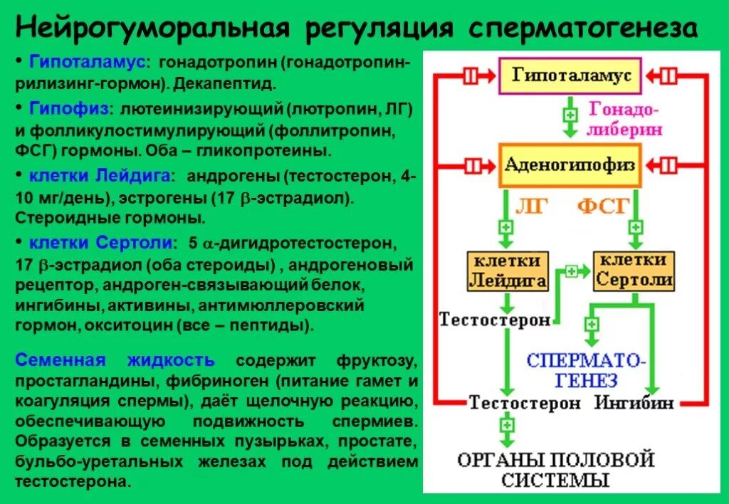 Гуморальная регуляция клеток. Гормональная регуляция этапа формирования сперматогенеза. гормоны регулирующие сперматогенез. схема гормональной регуляции сперматогенеза. регуляция сперматогенеза гипоталамусом.