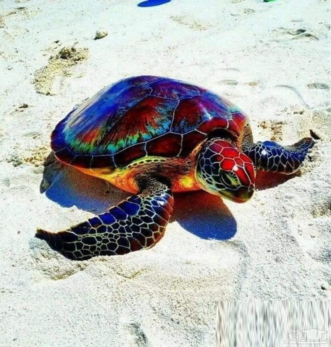 Покажи мне черепашку. Мадагаскарская Лучистая черепаха. Какуан черепаха морская. Морская черепаха и Черепашата. Черепахи в субтропиках.