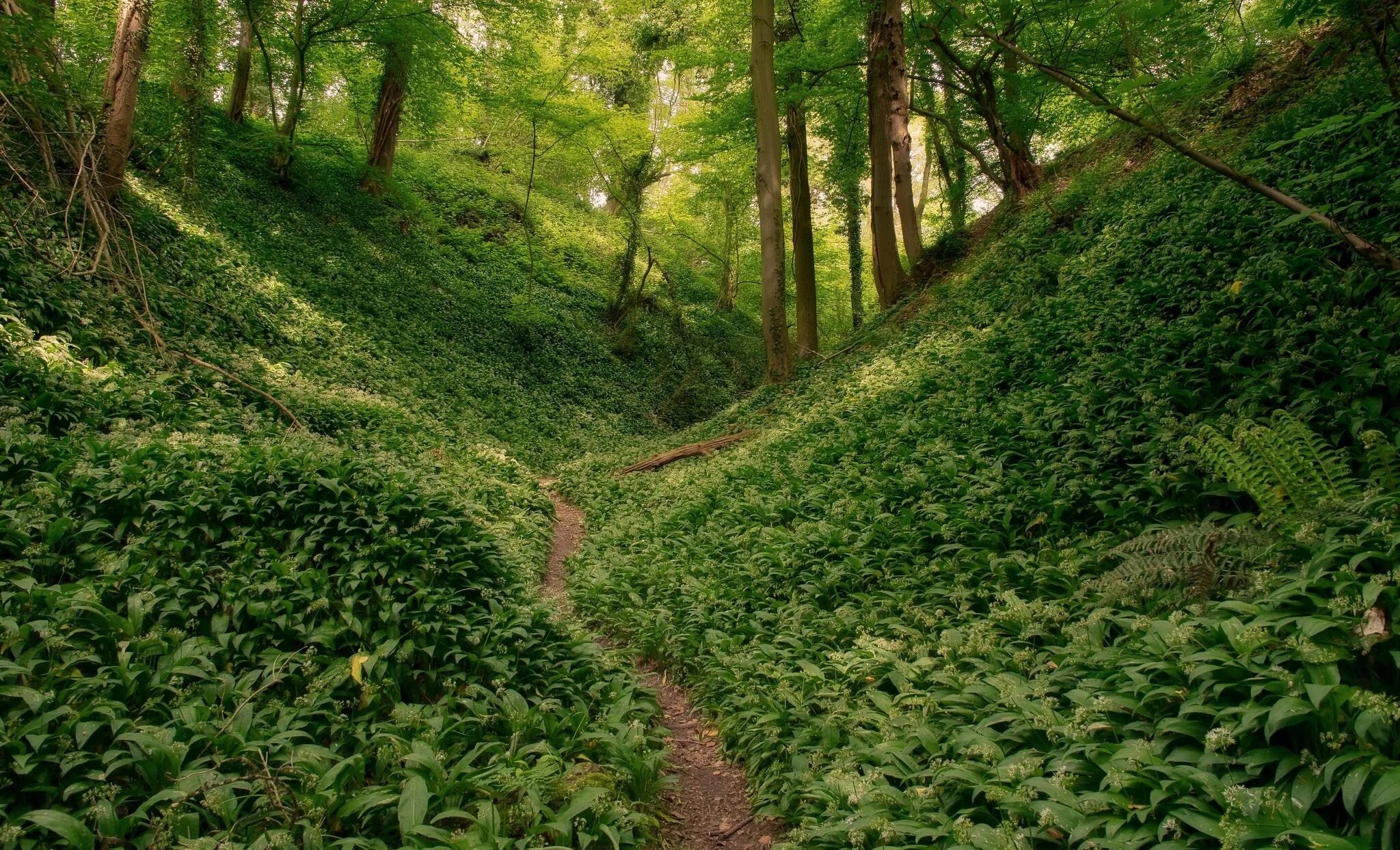Овраг в лесу. Овраг в лесу. Лесные овраги в лосево. Королевский лес дин глостершир англия. Венерины холмы.