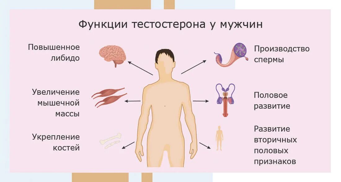 Тестостерон. Тестостерон гормон. Мужской гормон тестостерон. Тестостерон функции.