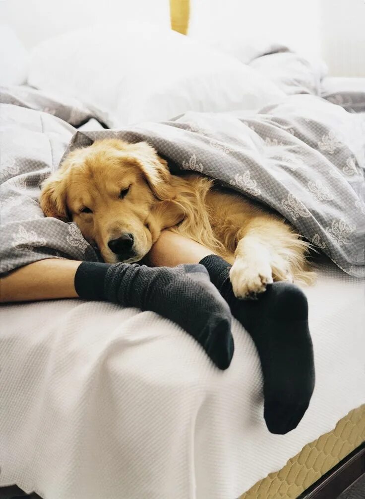 Animal bed. Animal bed. Animal bed. Собака под одеялом. Кровать для собаки.