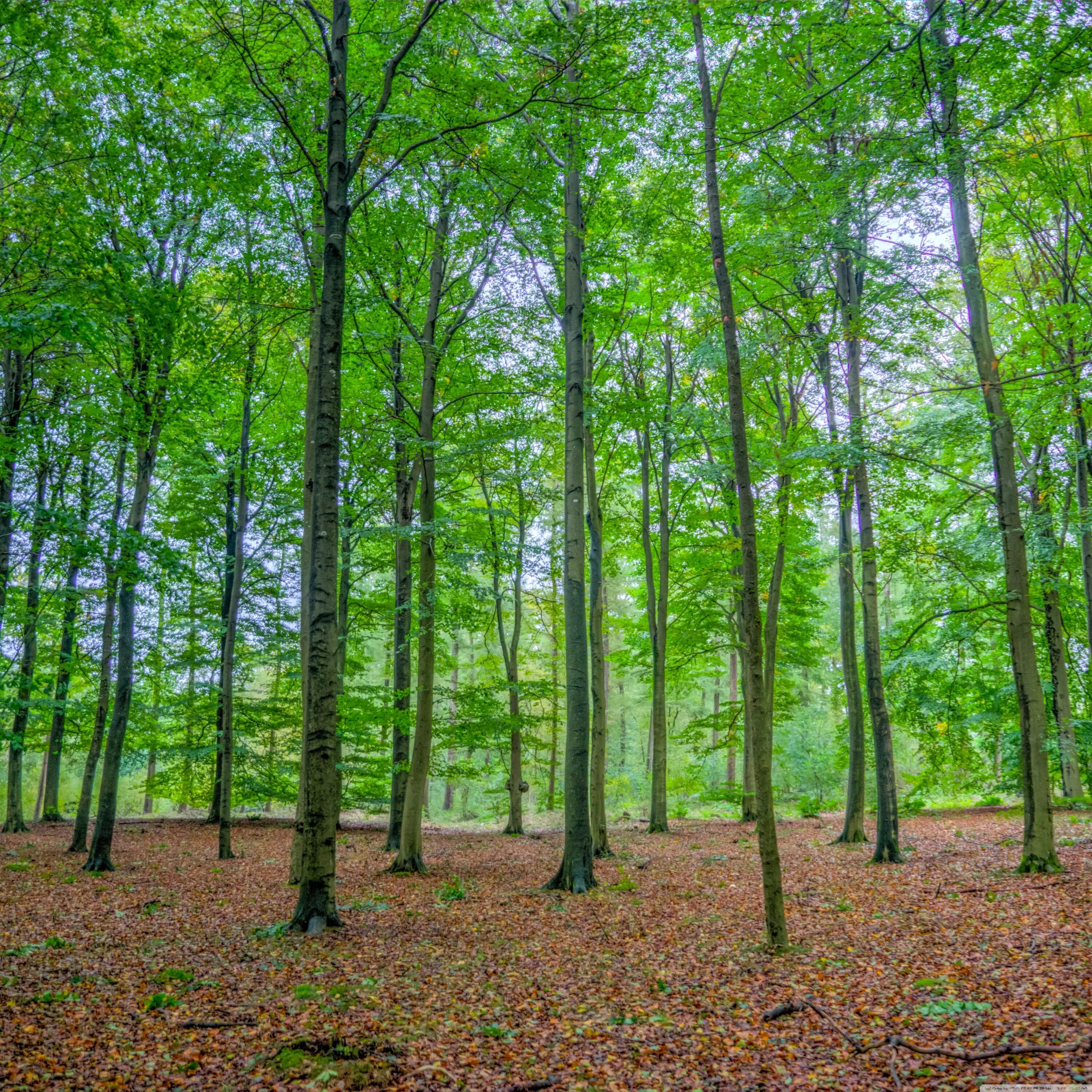 Широколиственный лес деревья. Окруженного лиственными деревьями. Деревья лиственные и хвойные для детей. Много деревьев. Хвойные деревья для дошкольников.