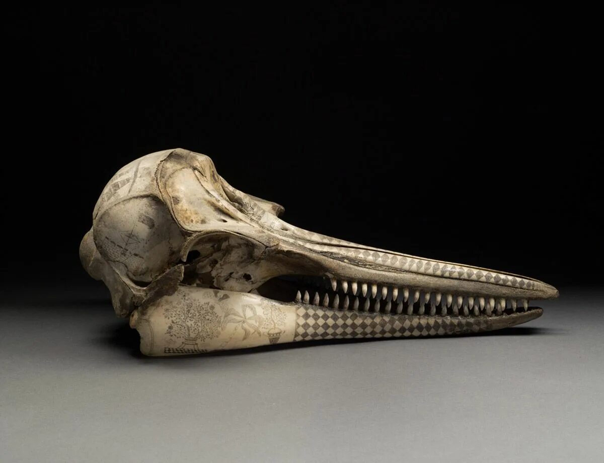 Гангский дельфин череп. Скелет дельфина афалина. Дельфин белуга череп. Скелет афалины. Гангский дельфин череп.