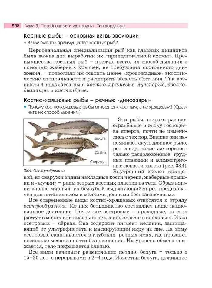 Какие рыбы являются млекопитающими