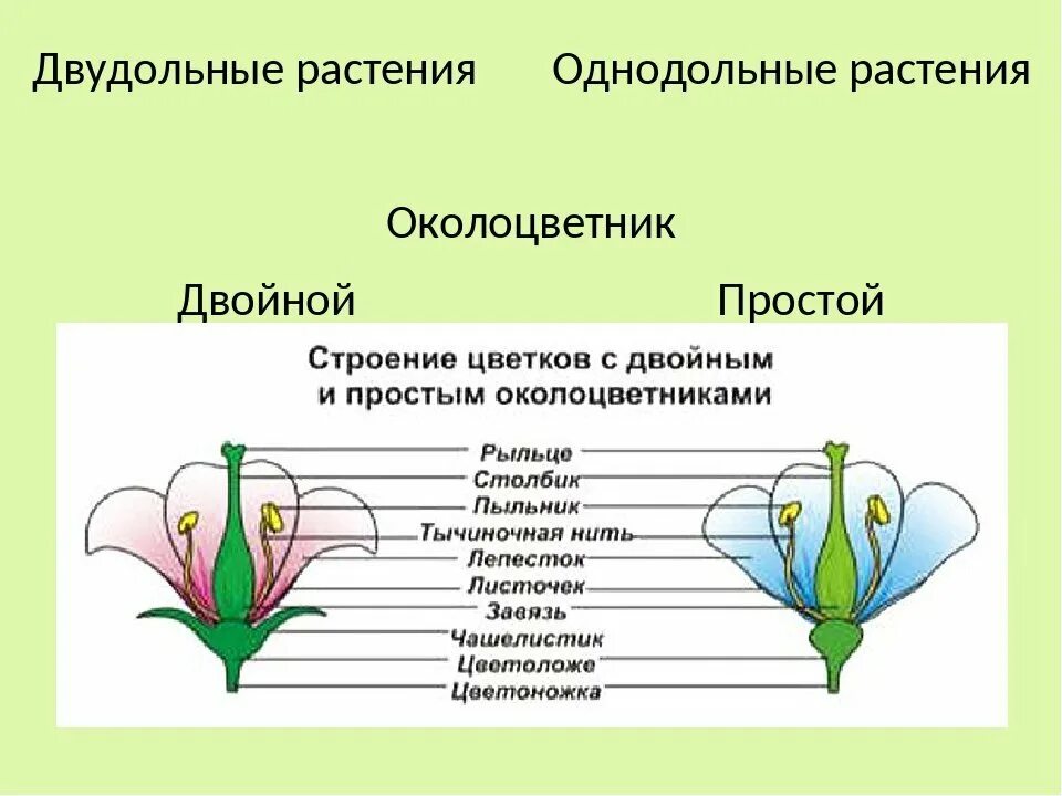 Для всех представителей класса характерно наличие околоцветника. Околоцветник у однодольных и двудольных растений. Околоцветник однодольных растений. Схема покрытосеменных растений околоцветник. Строение цветка двудольных растений.