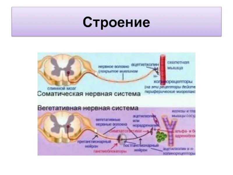 Соматическая нервная выполняет функции