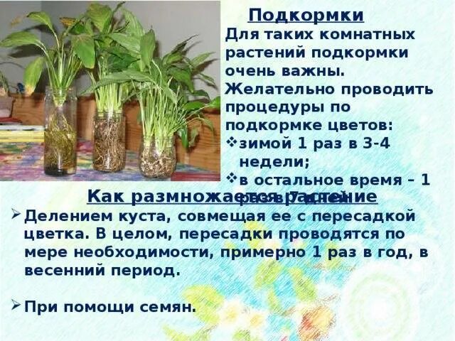 Сколько раз поливать растение. Подкормка комнатных растений. Подкормка для комнатных растений в домашних. Удобрения для комнатных растений зимой. Народные средства для подкормки комнатных цветов.