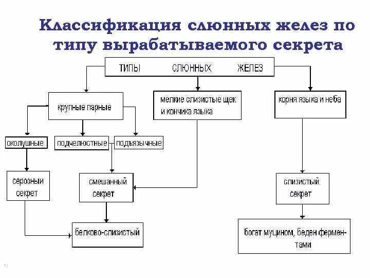 Пример желез и их секрет Выделяет железа