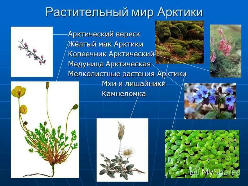 Растительный мир Арктики 4 класс. Растительный мир Арктики 4 класс окружающий мир. Растения арктической зоны. Растения растущие в Арктике. Растения в арктических и антарктических пустынях