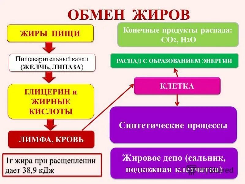 Функции обмена жиров. Синтетические процессы это. Синтетические процессы примеры. Синтетические процессы обмена веществ.