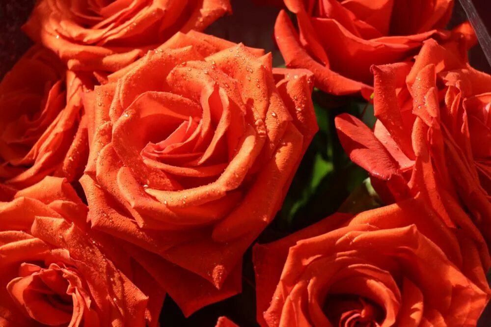 видео алых роз