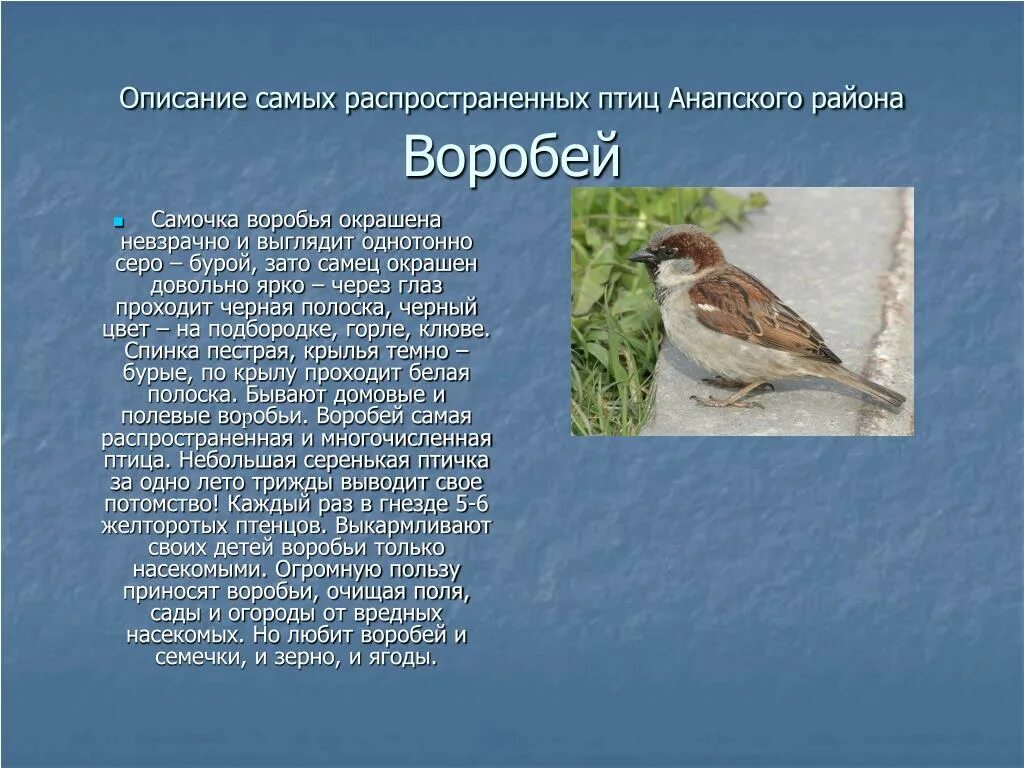 Описание воробья. Воробей для детей. Воробей описание для детей. Воробей описание птицы. Польза приносимая птицами