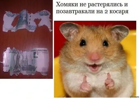 Как не быть хомяком