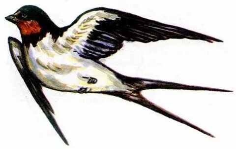 Заңды жыныстық қатынасты қараңыз