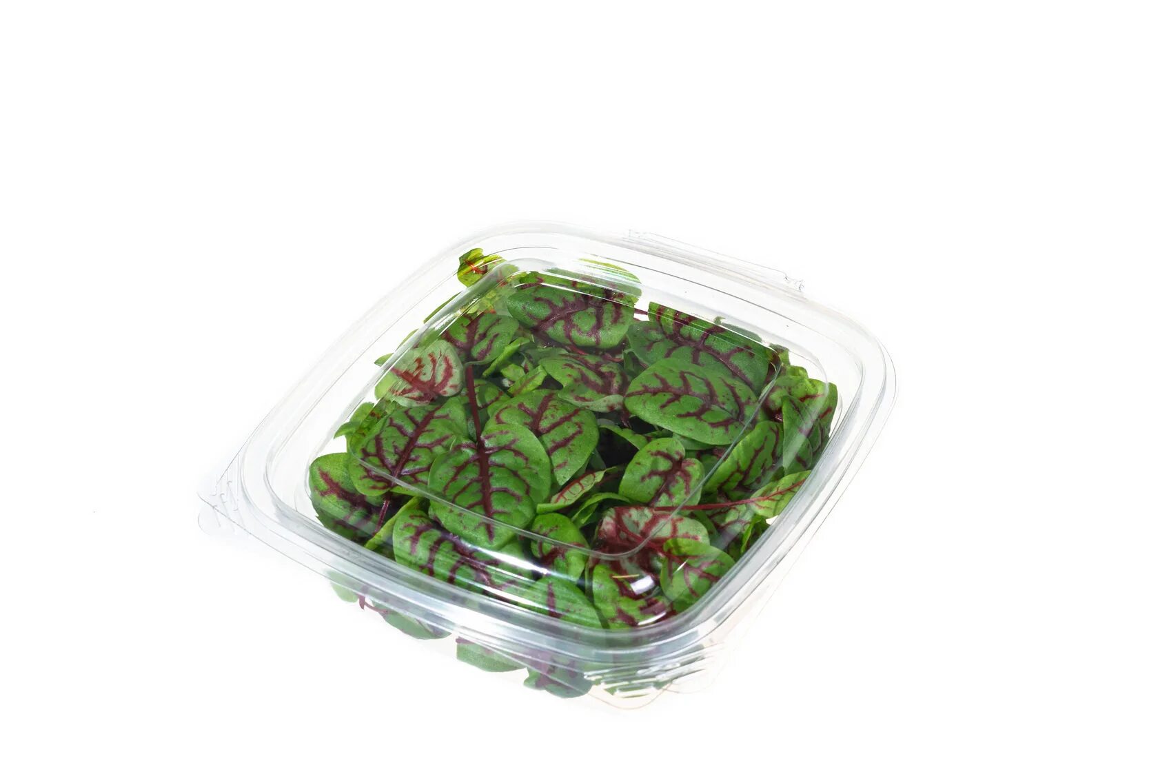 Микрозелень щавель. Семена щавель широколистный. Щавель сангвиник микрозелень. Микрозелень щавель кровавая. Микрозелень щавель.