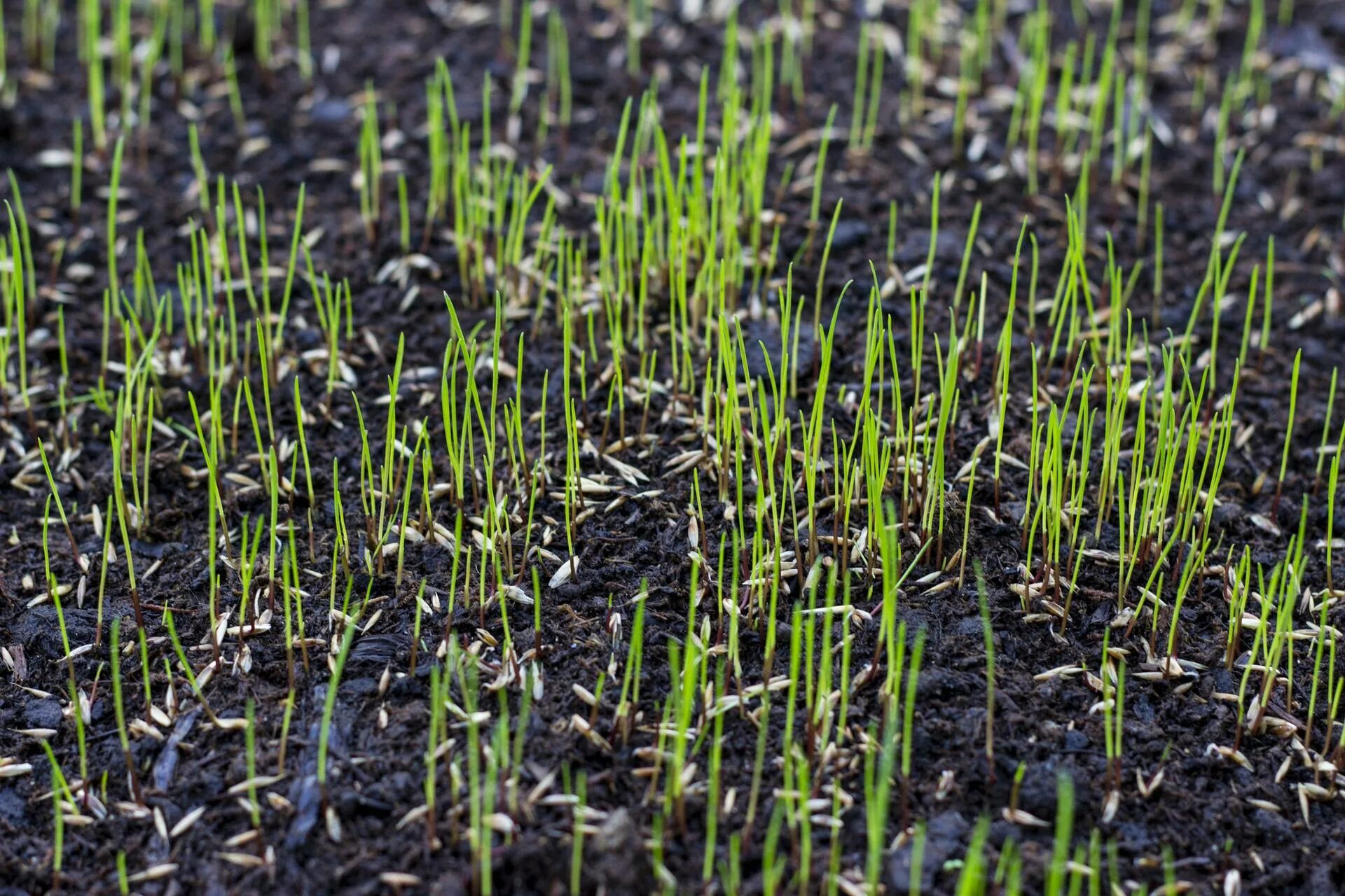 Через сколько взойдет газонная трава. Всходы травы кострец. Травосмесь растений «мавританский газон». Райграс пророщий. Семена газонных трав Lawn grass Seeds.