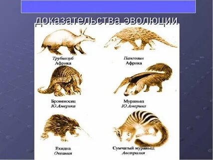 Эволюция животных примеры