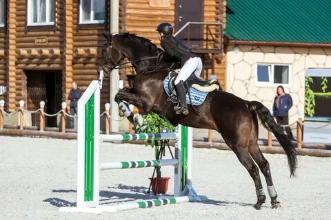 Про конный спорт