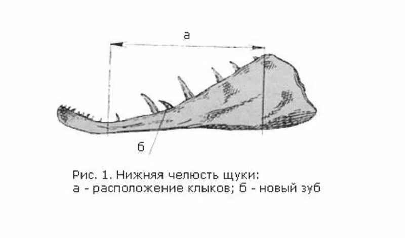 Щука схема