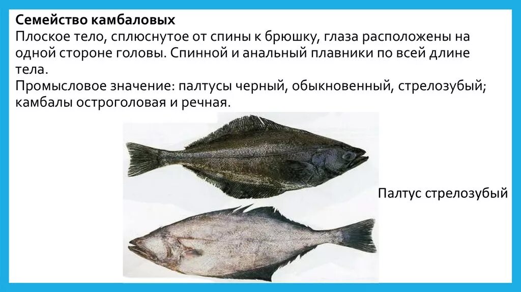 Тип окраски камбалы и ее значение. Семейство камбаловых. схема обработки камбалы. особенности обработки камбалы. семейство рыб камбаловых особенности строения.