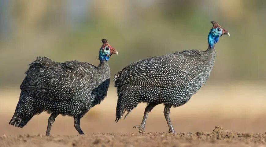 Как выглядит цесарка фото птица Pin on Chickens