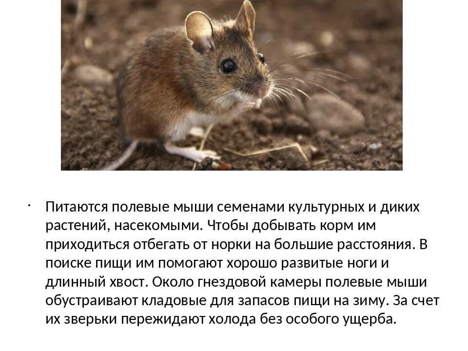 Почему мышь назвали мышью. Образ жизни мыши полевки. Ареал обитания мыши полевки. Рассказ о мыши полевки.