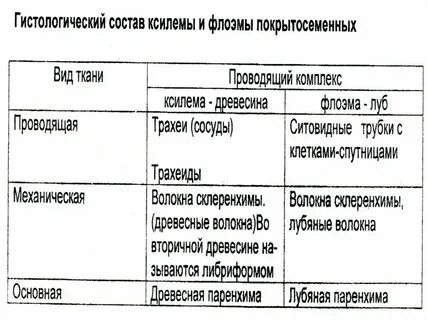 Характеристика клеток флоэмы
