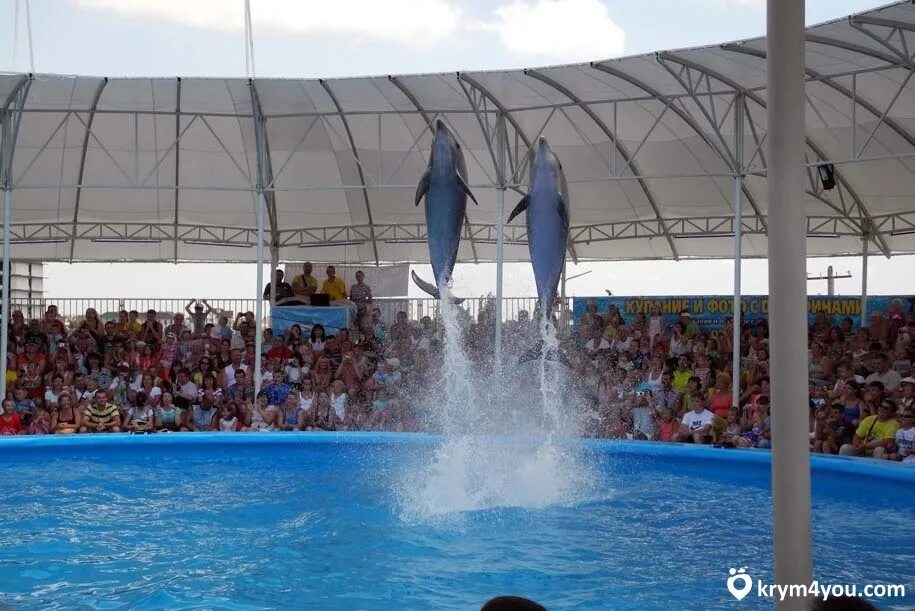Дельфинарий береговое. Дельфинарий береговое крым. Дельфинарий береговое. Дельфинарий немо в крыму. Дельфинарий береговое.