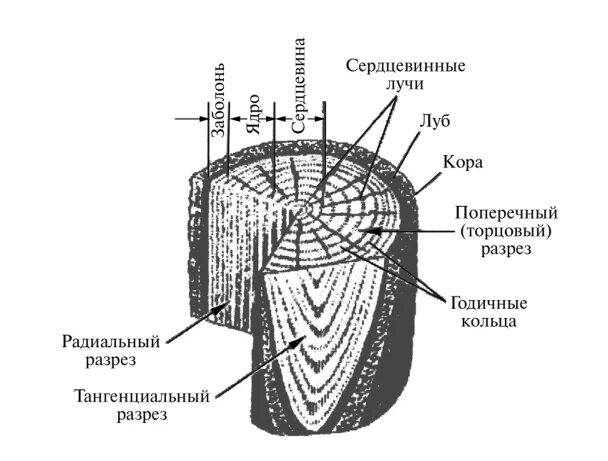 Радиальный лист