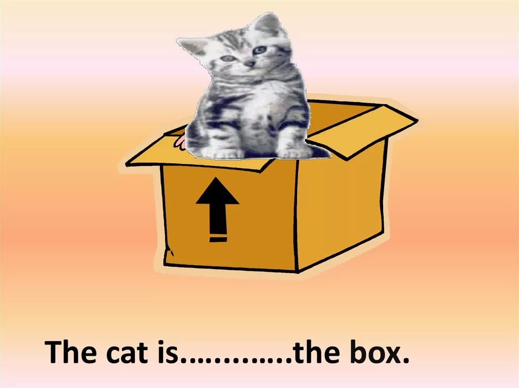 Where is the cat. Предлог in. предлоги места в английском языке cat. where is the cat предлоги места. предлоги в английском языке коробка.