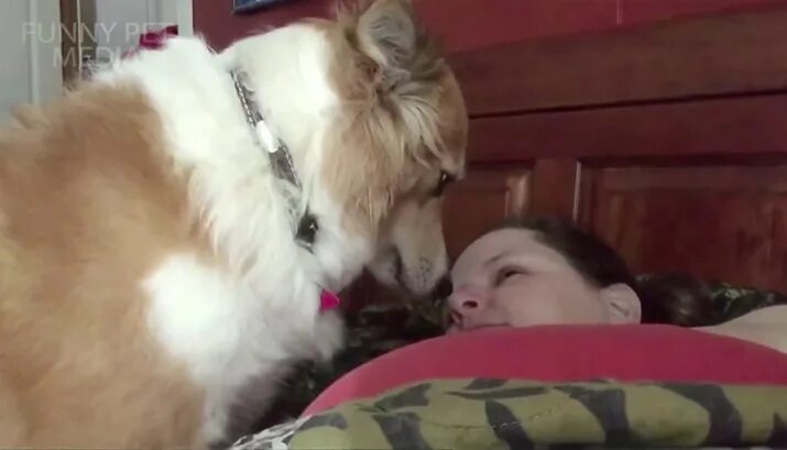 Собака будит утром. Собачка только проснулась. Собака будит утром. Собака будит по утрам хозяина. Собака будит по утрам хозяина.